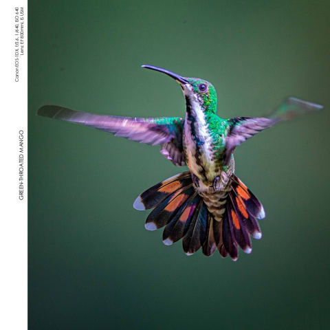Hummingbirds