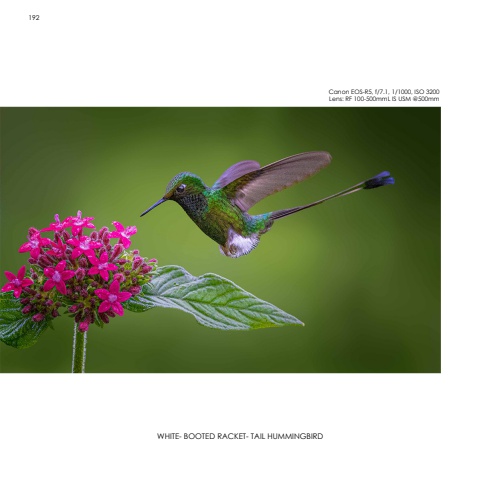 Hummingbirds