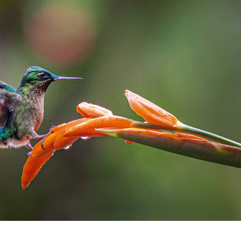 Hummingbirds