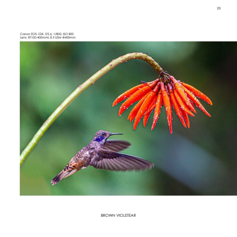Hummingbirds