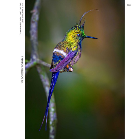 Hummingbirds