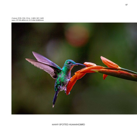Hummingbirds