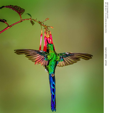 Hummingbirds