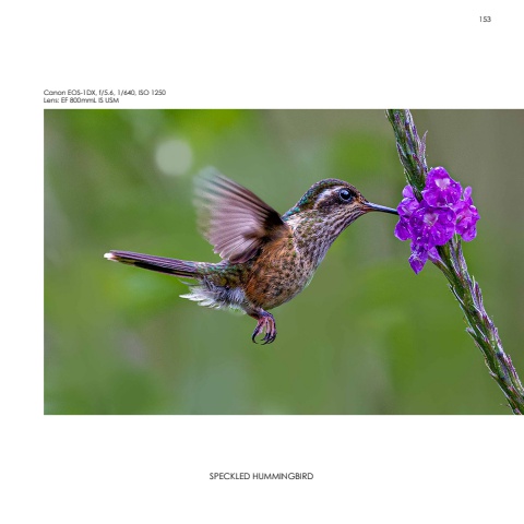 Hummingbirds