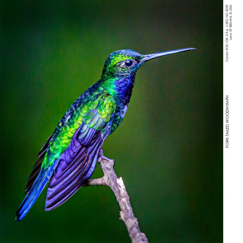 Hummingbirds