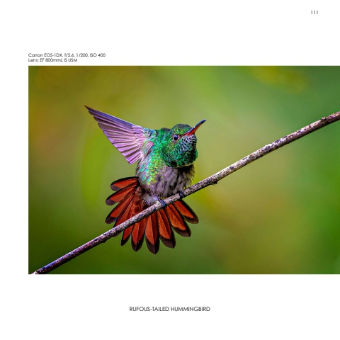 Hummingbirds