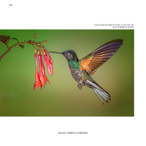 Hummingbirds