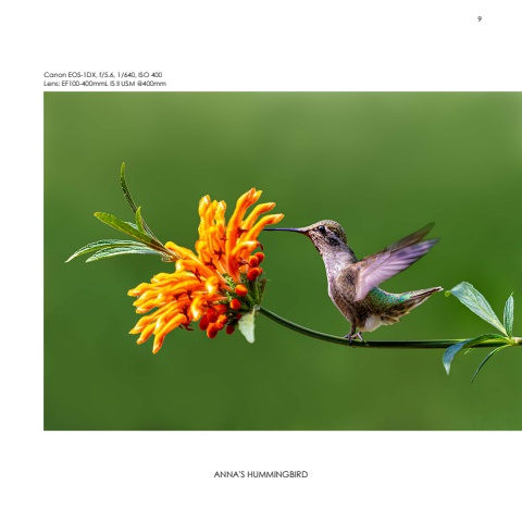 Hummingbirds