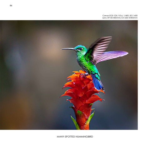 Hummingbirds
