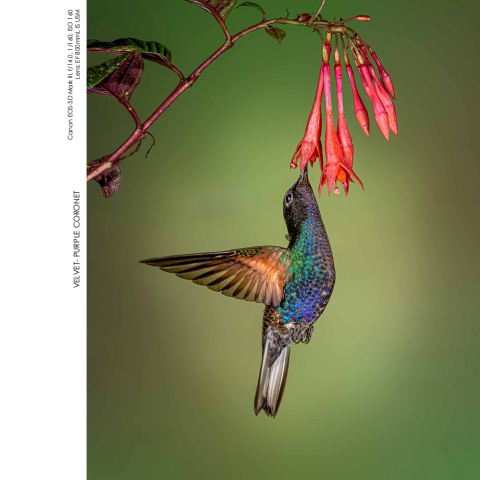 Hummingbirds