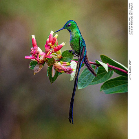 Hummingbirds