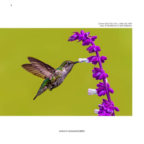 Hummingbirds