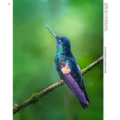 Hummingbirds