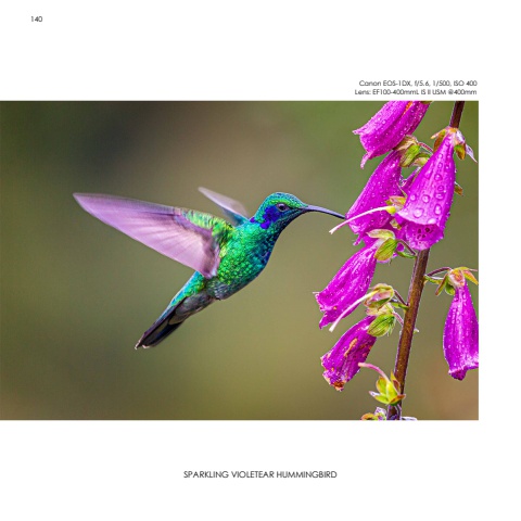 Hummingbirds
