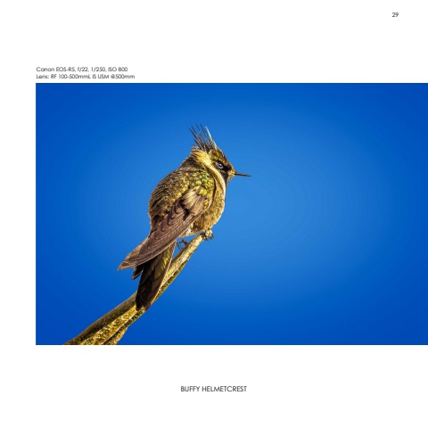 Hummingbirds