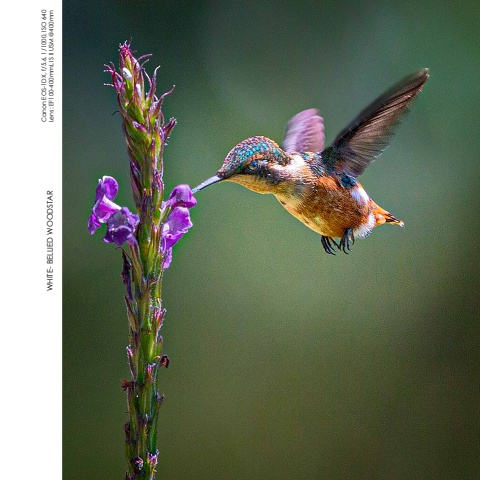 Hummingbirds