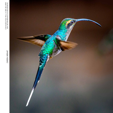 Hummingbirds
