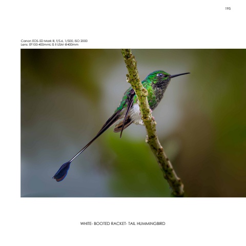 Hummingbirds