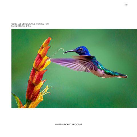 Hummingbirds