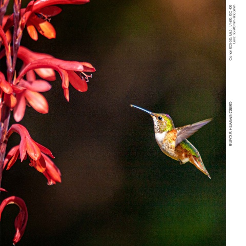 Hummingbirds