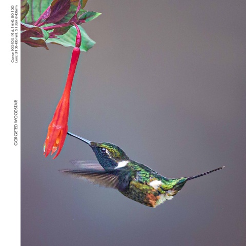 Hummingbirds