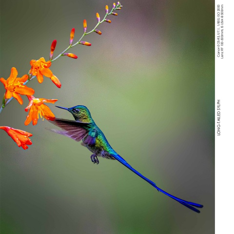 Hummingbirds