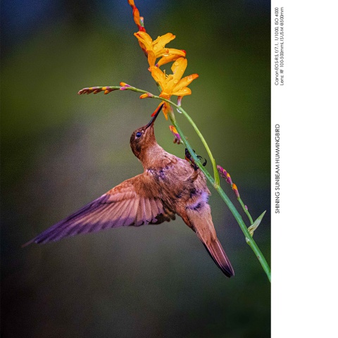 Hummingbirds