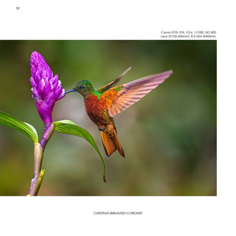Hummingbirds