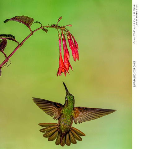Hummingbirds