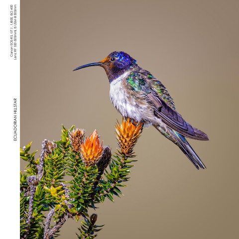 Hummingbirds