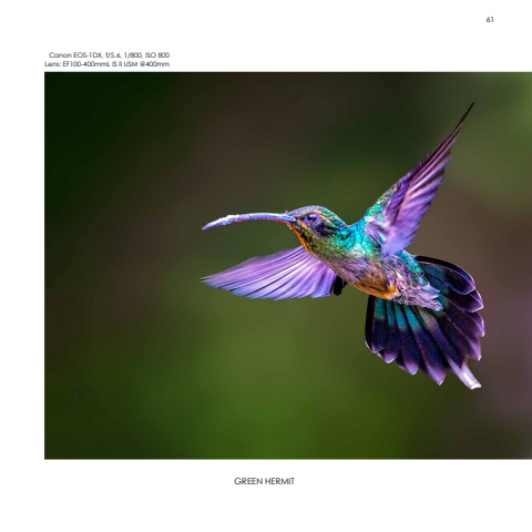 Hummingbirds