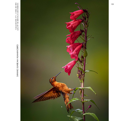 Hummingbirds