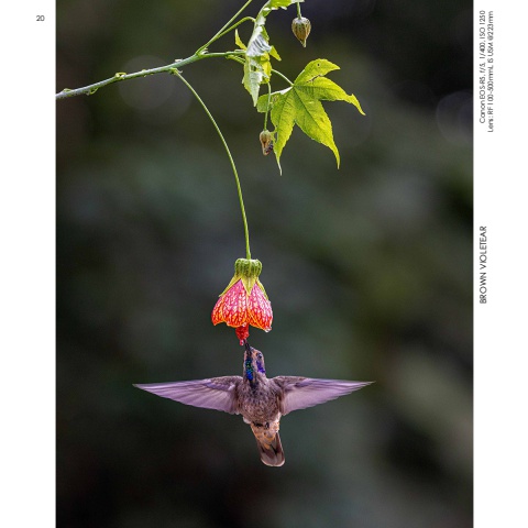 Hummingbirds