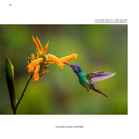 Hummingbirds