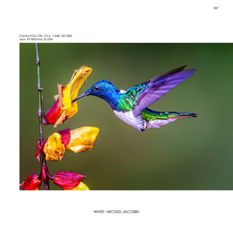 Hummingbirds