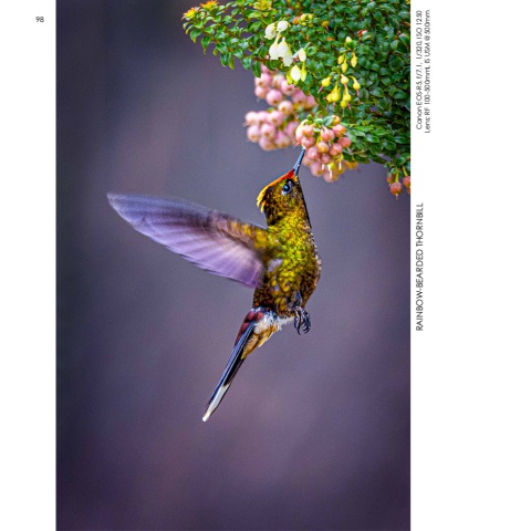 Hummingbirds