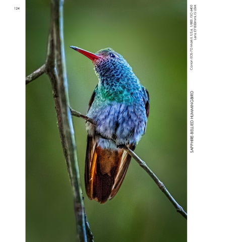Hummingbirds
