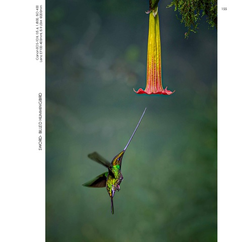 Hummingbirds
