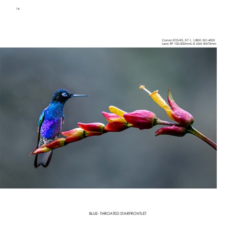 Hummingbirds