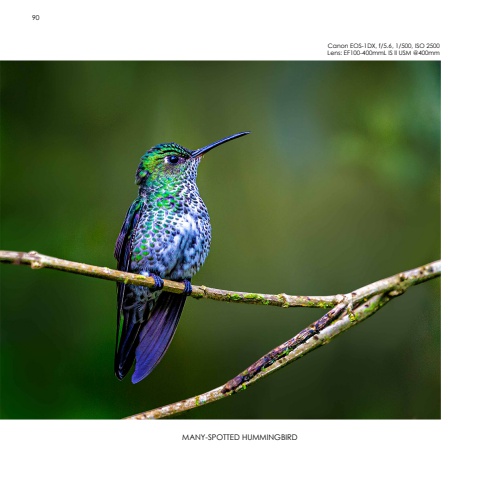 Hummingbirds