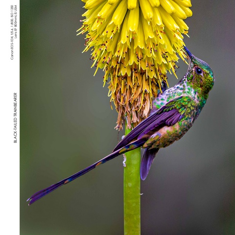 Hummingbirds