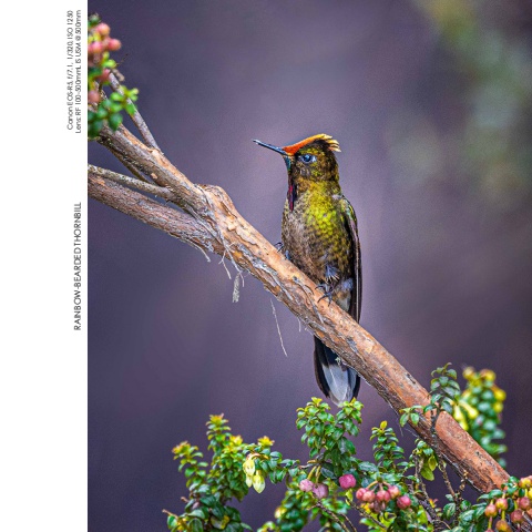 Hummingbirds