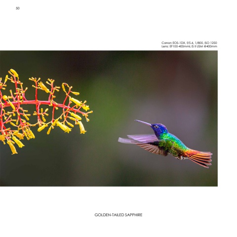 Hummingbirds
