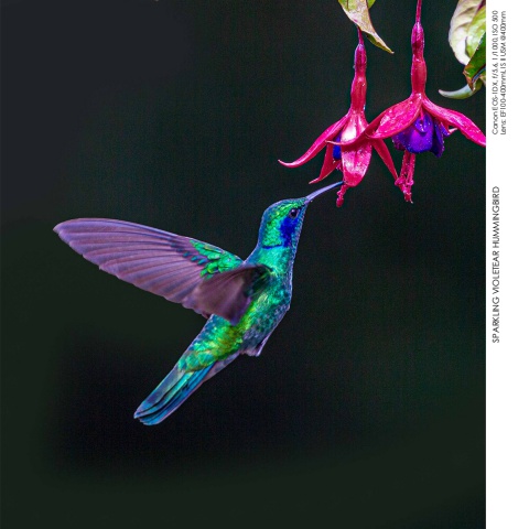 Hummingbirds