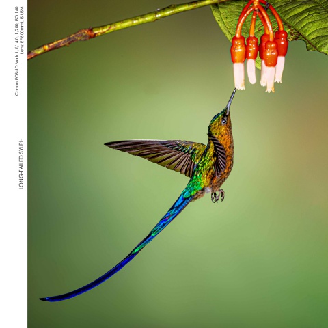 Hummingbirds