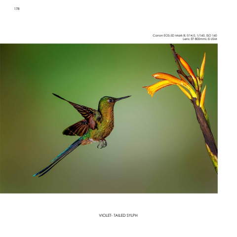 Hummingbirds