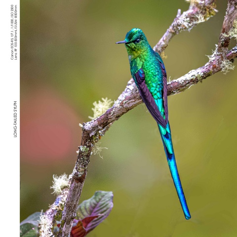 Hummingbirds