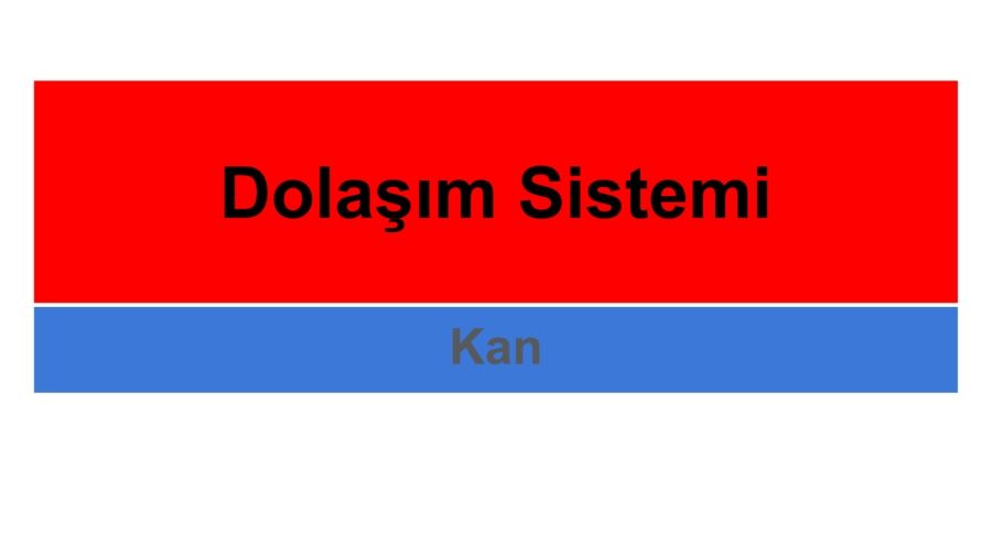 Dolaşım Sistemi Kan_Neat