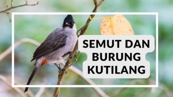 cerita semut dan burung kutilang - Presentation