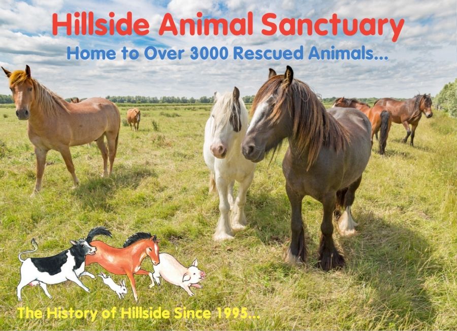 Hillside Anniversary Newsletter 2018